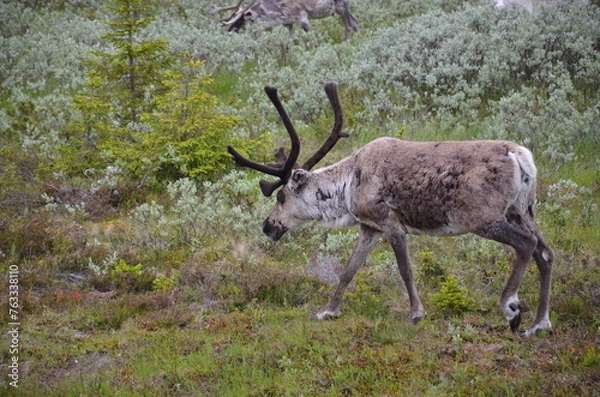 Obraz Reindeer with summer coat