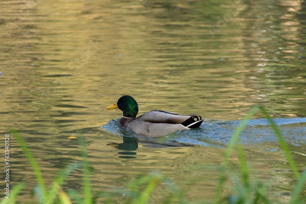 Obraz Männliche Ente schwimmt im Wasser auf einem Teich