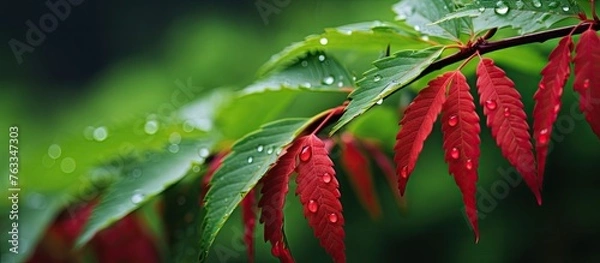 Fototapeta A leaf covered in raindrops