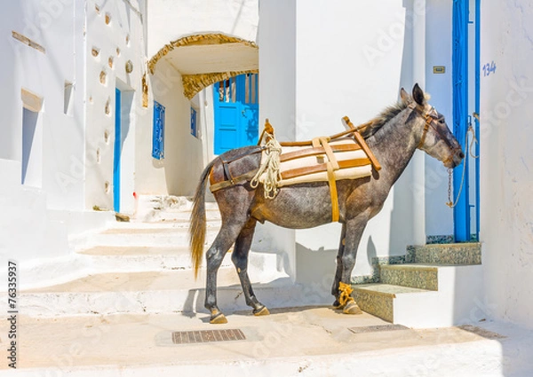 Fototapeta mule sitting in the street in Langada in Amorgos island Greece