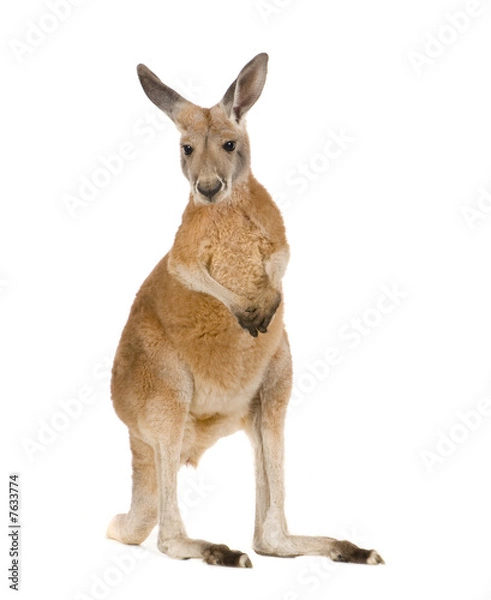 Obraz Young Red Kangaroo (9 miesięcy) - MacRopus Rufus