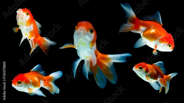 Fototapeta a group of goldfish swimming in a dark background.