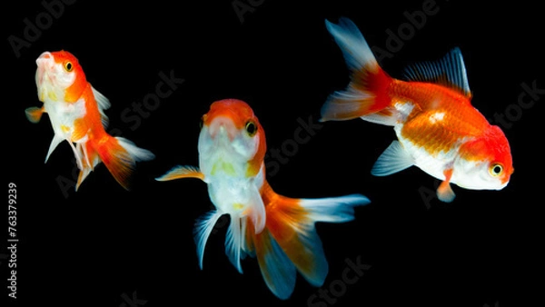 Fototapeta a group of goldfish swimming in a dark background.