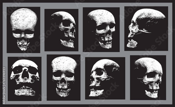 Fototapeta set of skulls from different angles