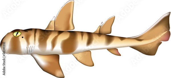 Obraz ネコザメ