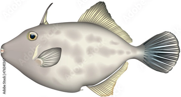 Obraz カワハギ（ウマヅラハギ）ベクター