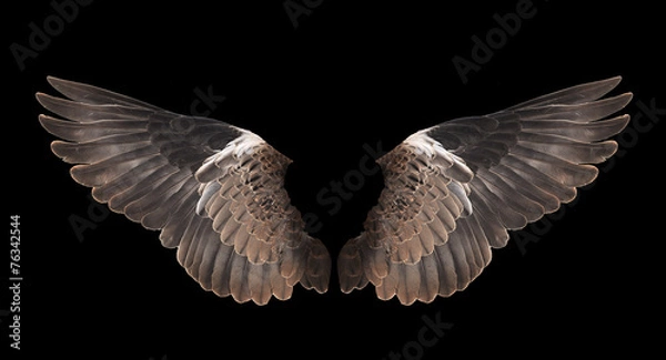 Fototapeta skrzydło ptaka na białym tle na czarnym tle