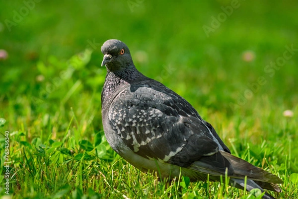 Obraz pigeon on grass