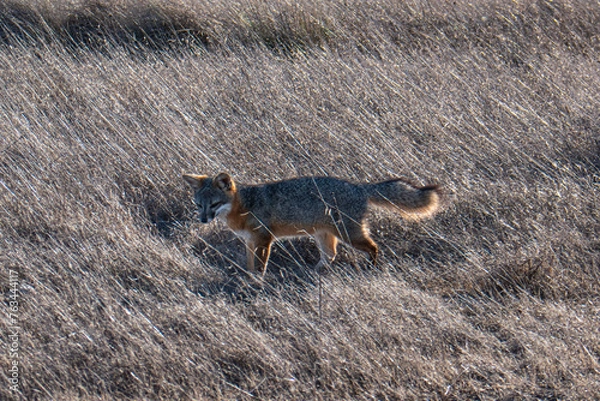 Obraz Small Island Fox Strolls Through Grass Field