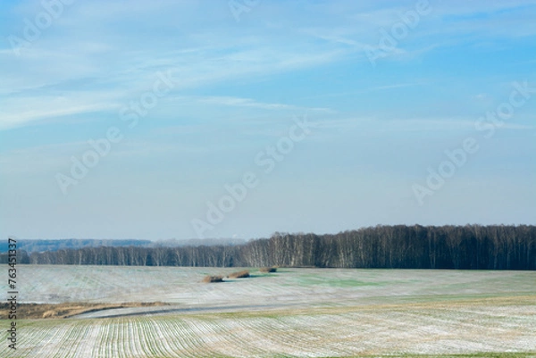 Fototapeta misty noon in the fields of wheat