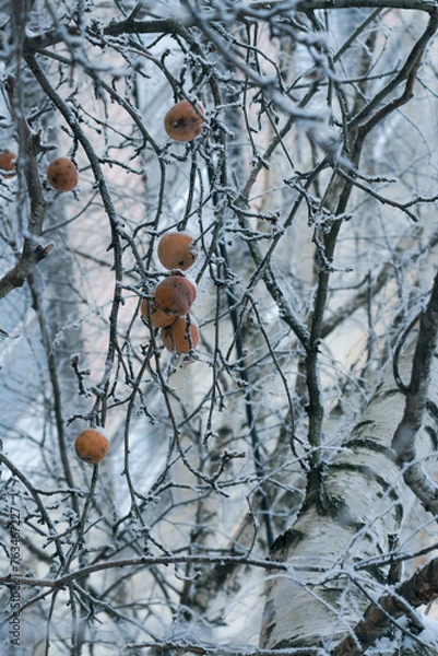 Fototapeta apples and branches covered with rime