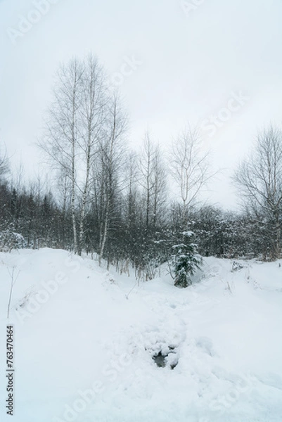 Fototapeta snow covered trees in forest