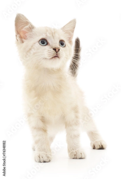 Fototapeta Kitten on a white background