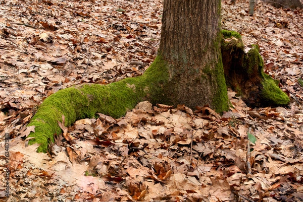 Fototapeta tree root covered with moss