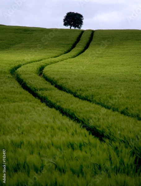 Obraz Kornfeld z drzewem