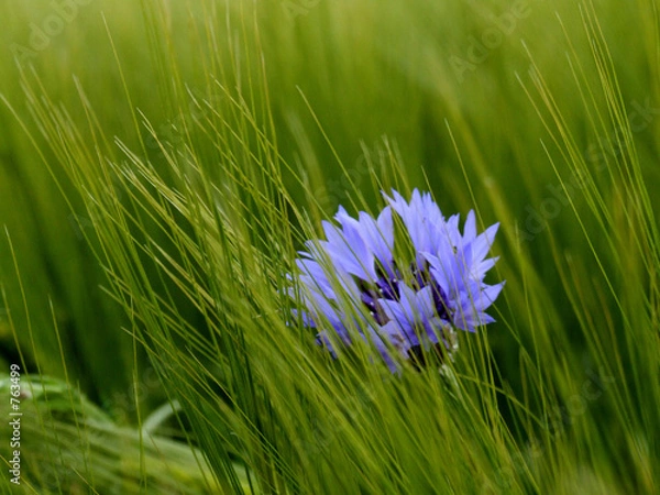 Obraz kornblume