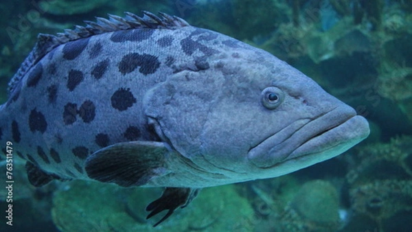 Fototapeta Big Grouper in the deep water