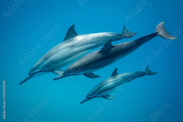 Obraz Maui Dolphin Trio