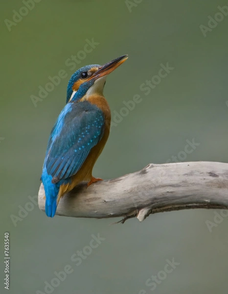 Fototapeta Kingfisher