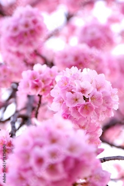 Obraz さくら　いろいろ