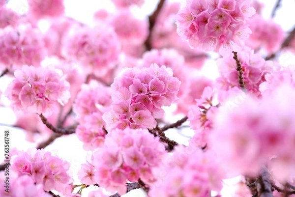 Obraz さくら　いろいろ