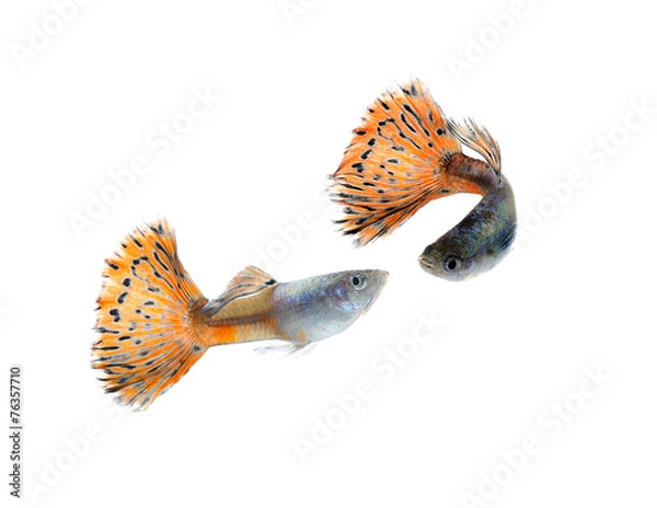 Fototapeta guppy fish isolate on white