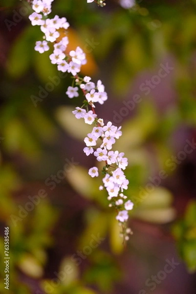 Obraz ユキヤナギ　春の花