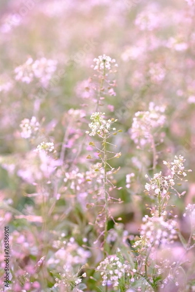 Obraz ナズナ　春のイメージ