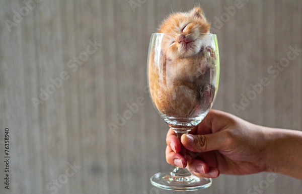 Obraz Hand Holding Wine glass with kitten sleeping inside
