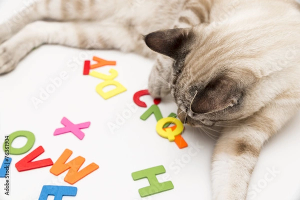 Obraz little cat posing