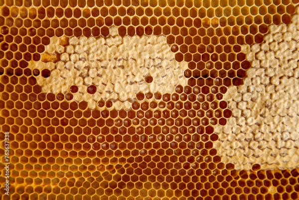 Fototapeta Fresh honey in cells as background. Close up view of honeycomb with sweet honey..