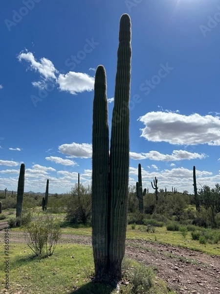 Obraz Cactus Buddies