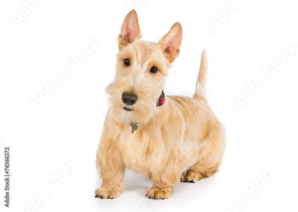 Obraz Scottish terrier