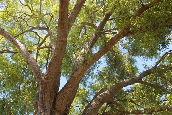Fototapeta Tree branches