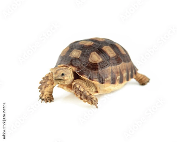 Fototapeta turtle isolated on white background