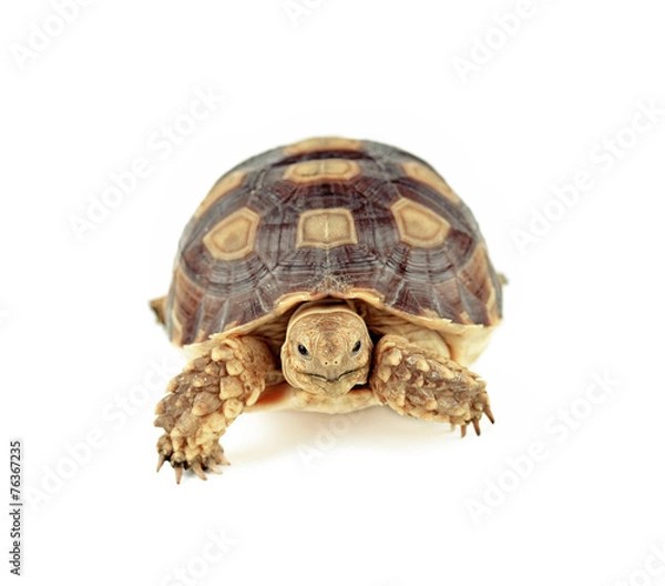 Fototapeta turtle isolated on white background