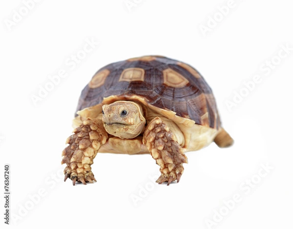 Fototapeta turtle isolated on white background