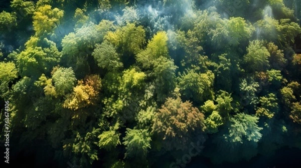 Fototapeta From a bird's eye view, it is a lush forest with luxuriant trees. Forest Image