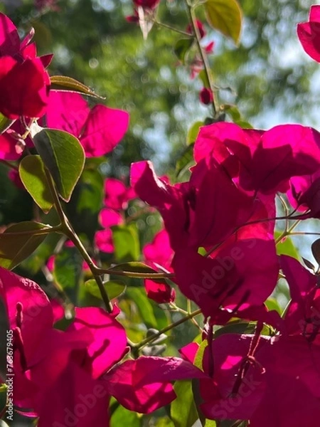 Obraz Blooming Summer