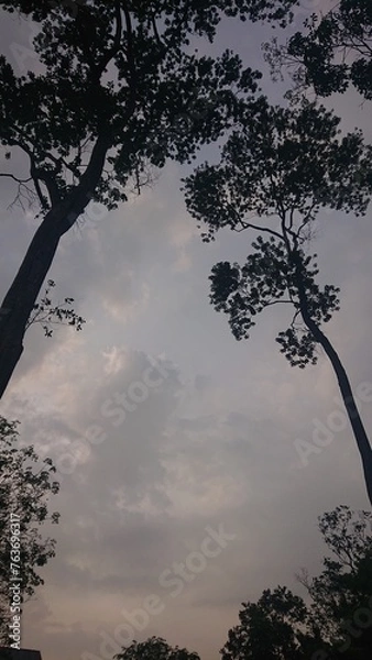 Obraz Trees and cloudy sky