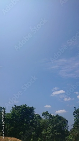 Obraz Trees and clear blue sky