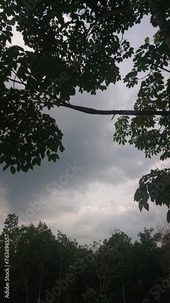Obraz Trees and cloudy sky