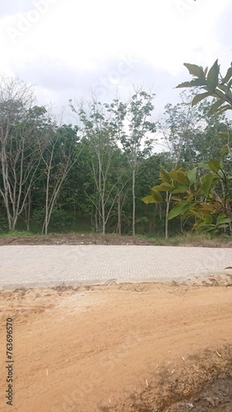Obraz Dirt road, trees, clouds and sky