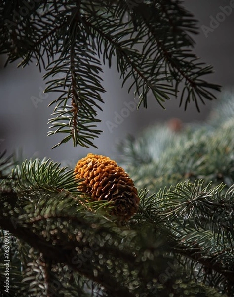 Fototapeta Pine Cone Resting on branch 