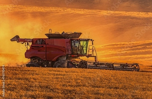Fototapeta Harvesting wheat in the setting sun 