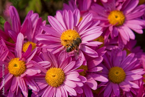 Obraz pink and white flowers