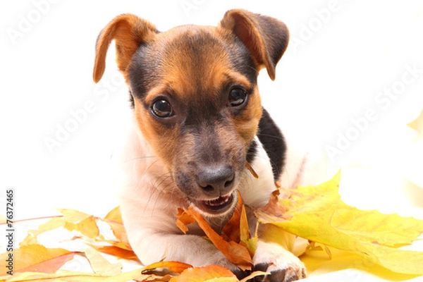 Obraz Mit Blättern spielen