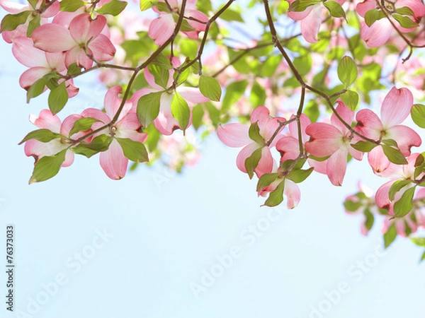 Obraz ハナミズキ‐花見頃