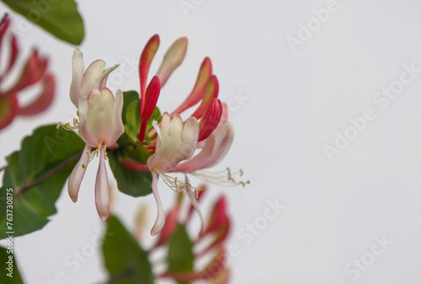 Obraz Climbing shrub, type species of the genus Honeysuckle, family Honeysuckle.