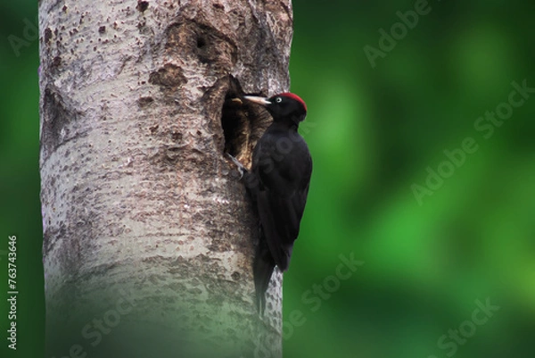 Fototapeta The black woodpecker (Dryocopus martius) adult bird cleaning out nesting hole in aspen tree, natural habitat forest, green background, Springtime.